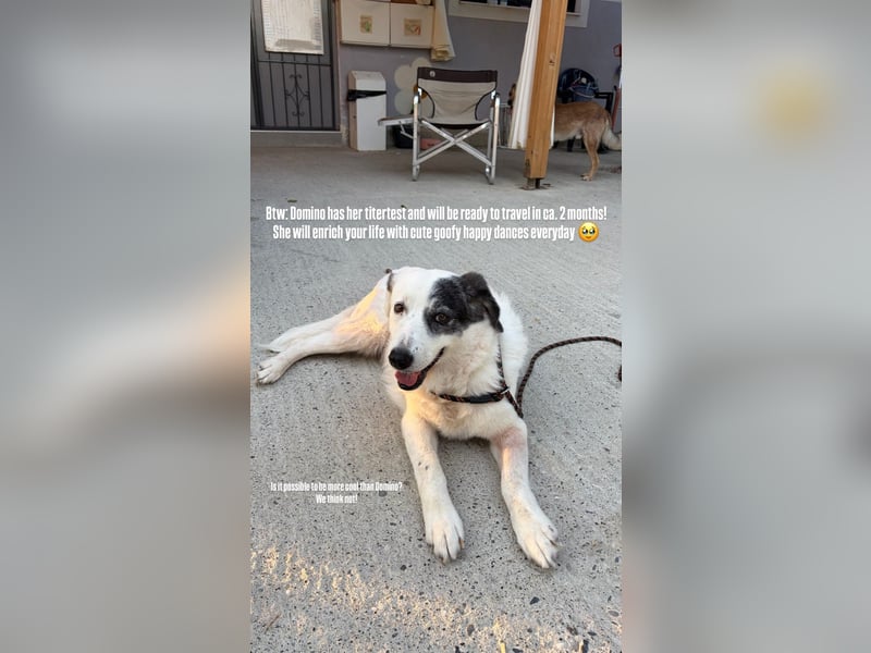 Seniorenhündin Domino (10) sucht ein Zuhause