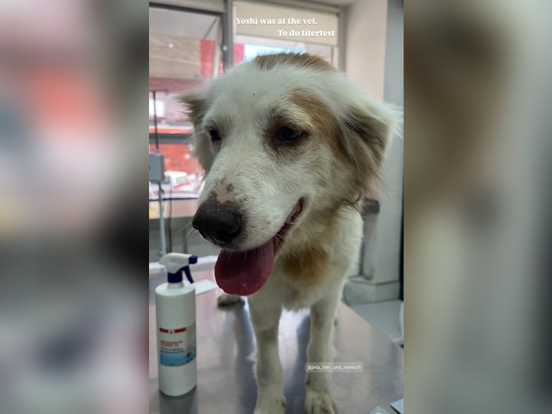 Yoshi (9) sucht einen ruhigen Platz