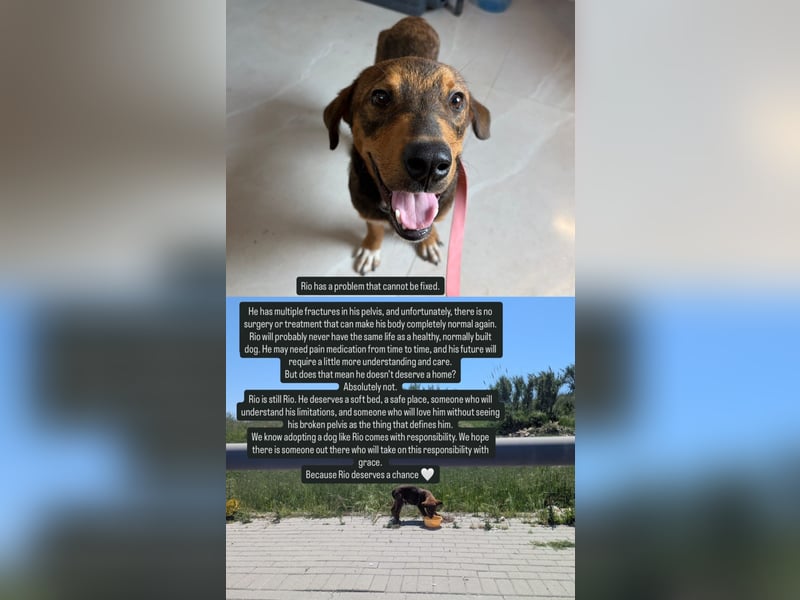 Rio (7 Monate) hat schon so viel durchgemacht