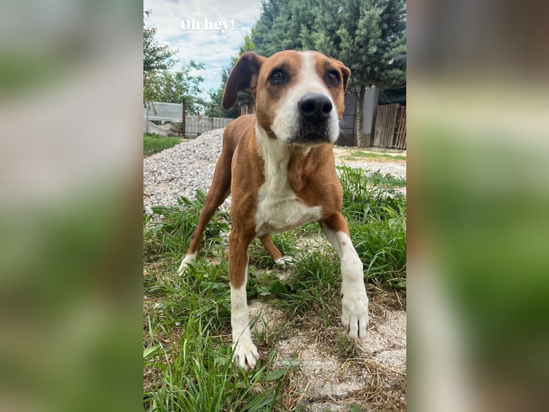 Fanja (8) unsere Kämpferin mit Herz (Bully Mischling)