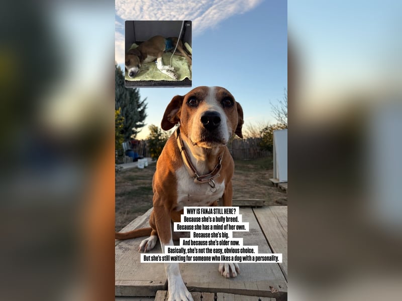 Fanja (8) unsere Kämpferin mit Herz (Bully Mischling)