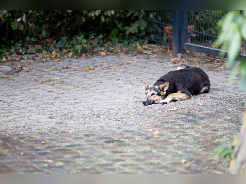 Shila (5) sucht nach einem liebevollen Zuhause