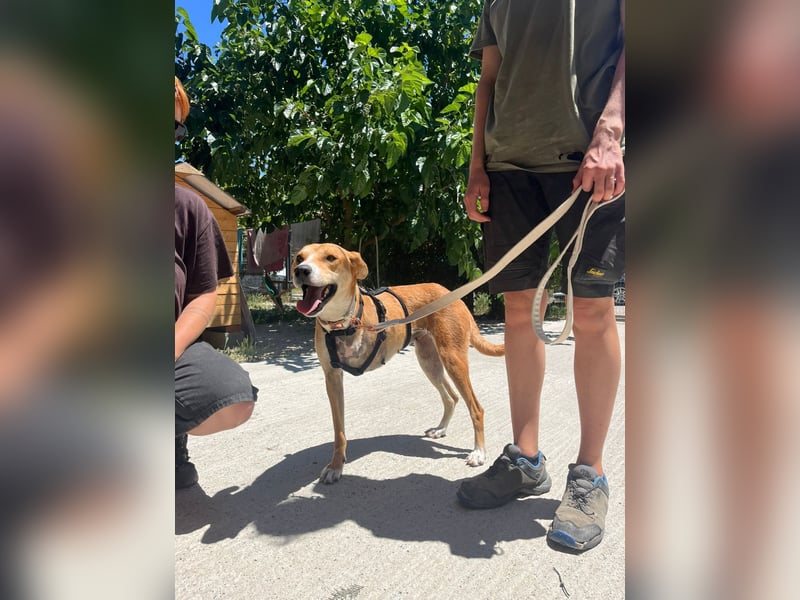Milly (3) unsere dreibeinige Kämpferin sucht ein Zuhause