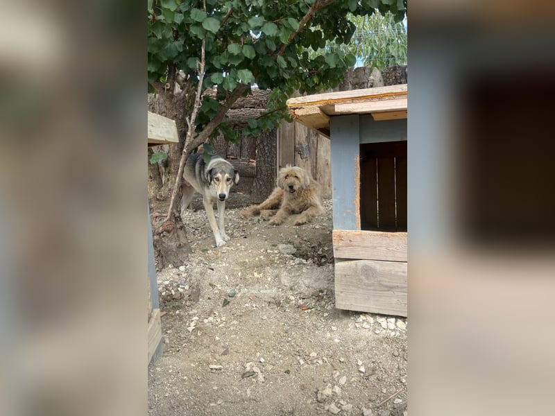 Alfonzo (3) sucht seine Familie