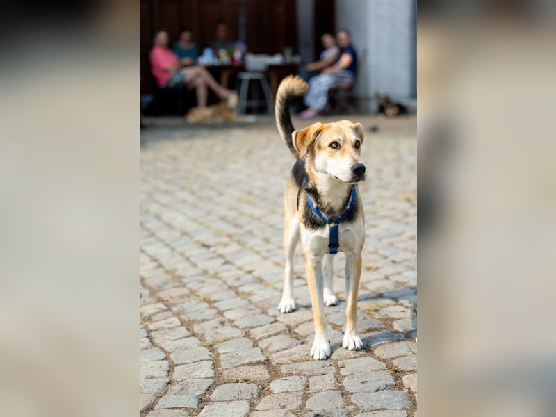 Sunny (4) sucht ein Zuhause