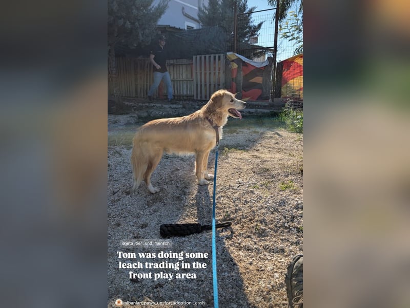 Axel (4) sucht ein sicheres Zuhause
