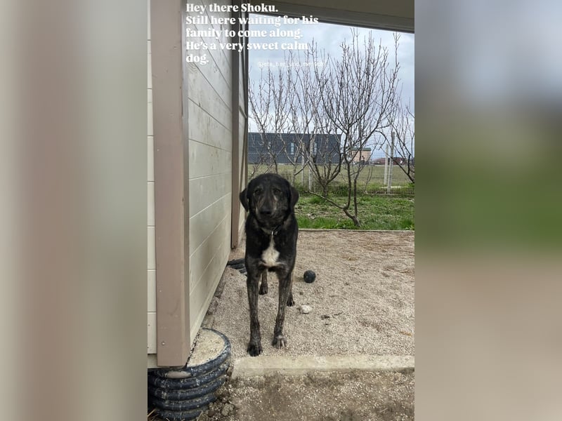 Der ruhige Shoku (3) sucht ein Zuhause