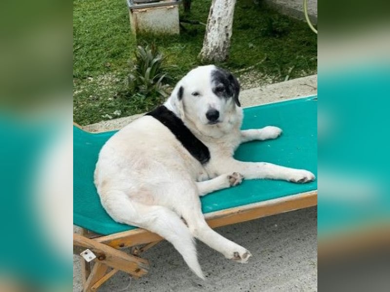 Seniorenhündin Domino (10) sucht ein Zuhause