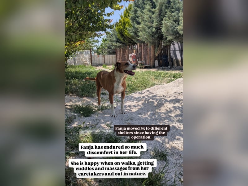 Fanja (8) unsere Kämpferin mit Herz (Bully Mischling)