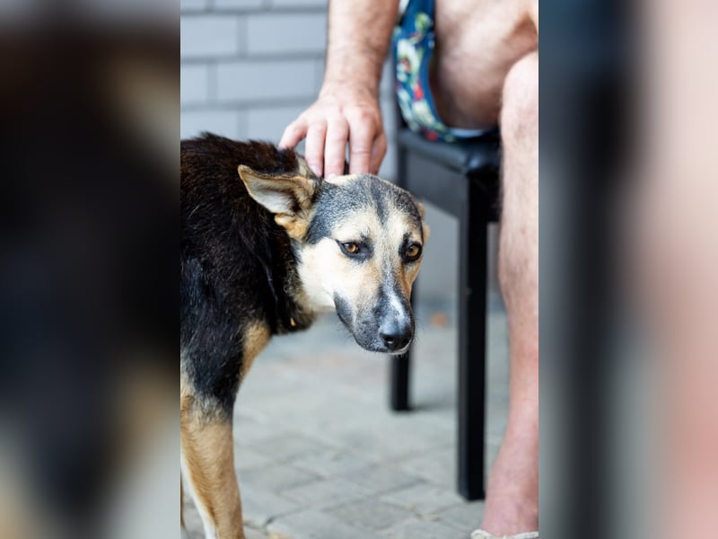 Shila (5) sucht nach einem liebevollen Zuhause