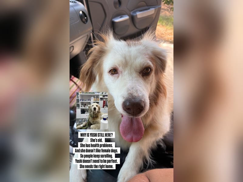 Yoshi (9) sucht einen ruhigen Platz