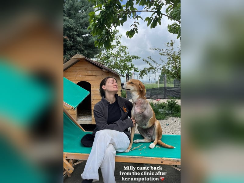 Milly (3) unsere dreibeinige Kämpferin sucht ein Zuhause