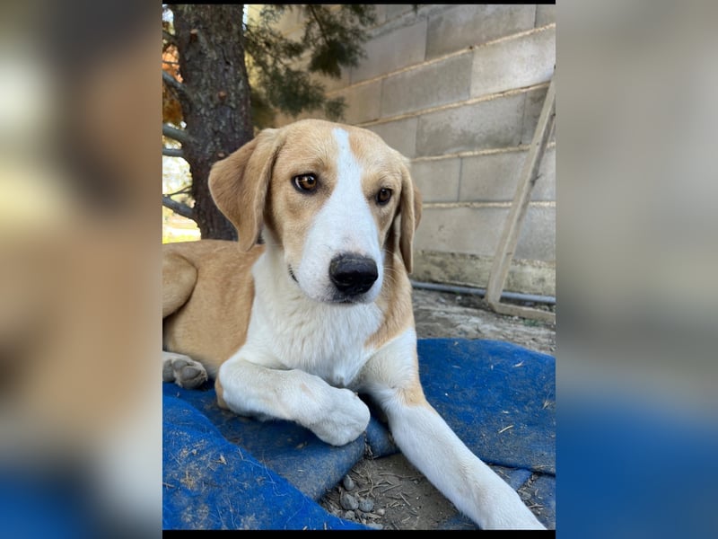 Cleo (2) ist bereit für ein Zuhause