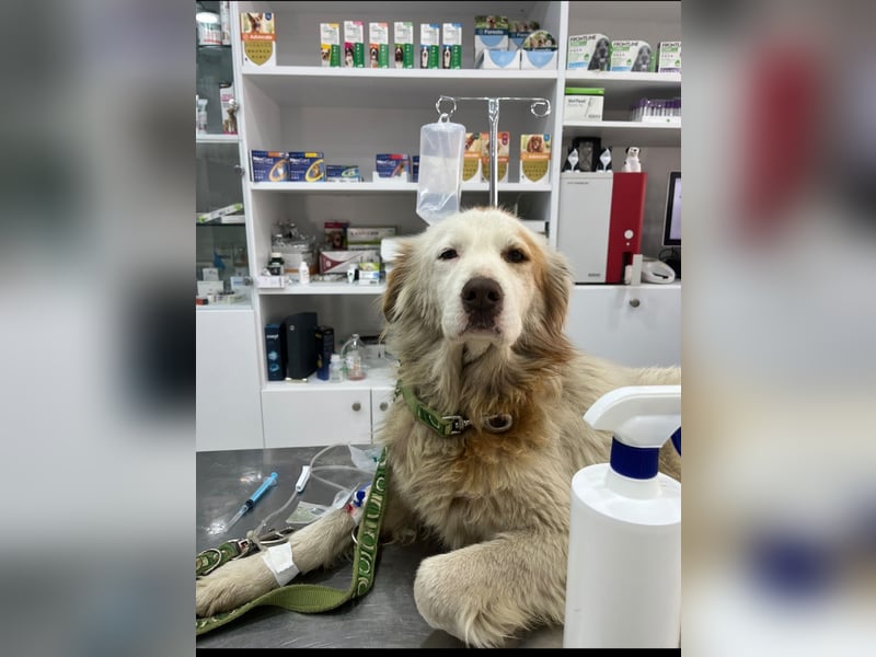 Yoshi (9) sucht einen ruhigen Platz