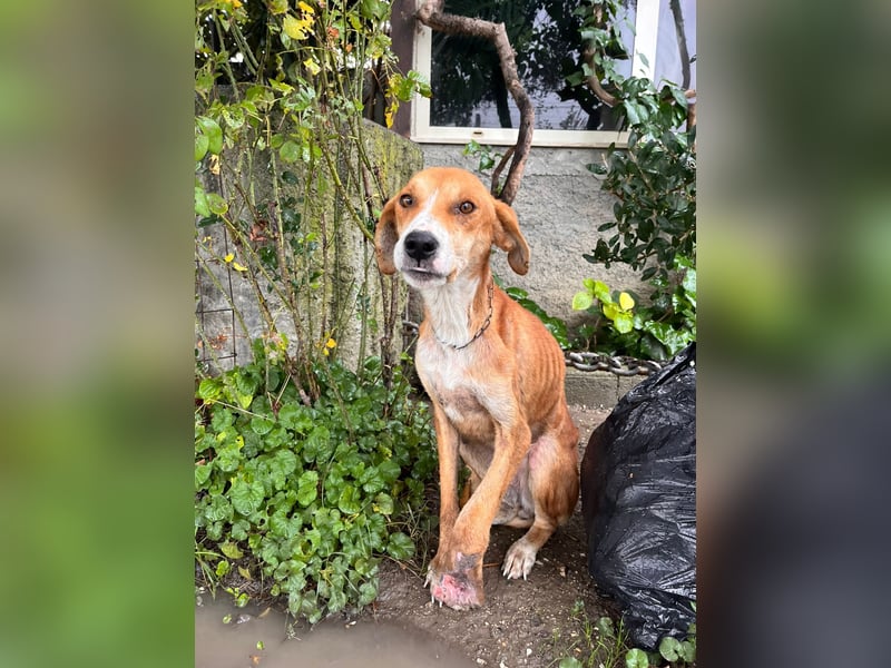 Milly (3) unsere dreibeinige Kämpferin sucht ein Zuhause