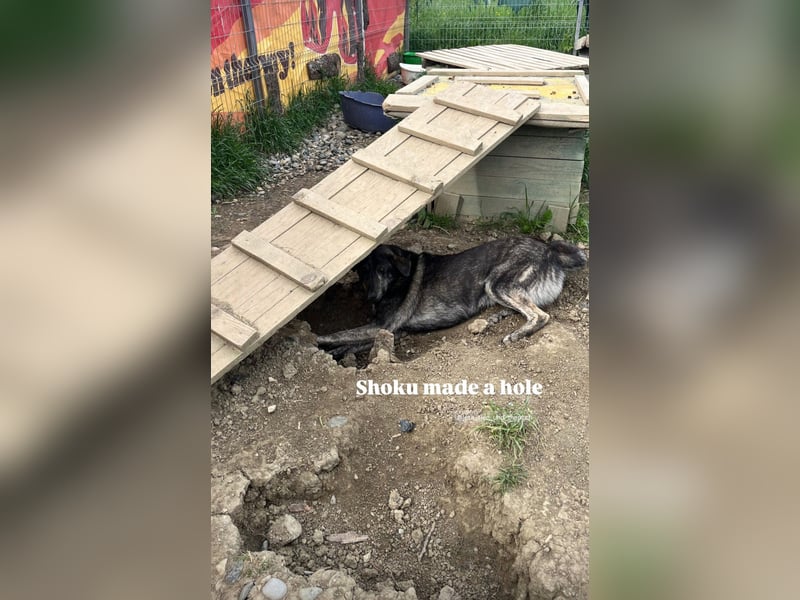 Der ruhige Shoku (3) sucht ein Zuhause