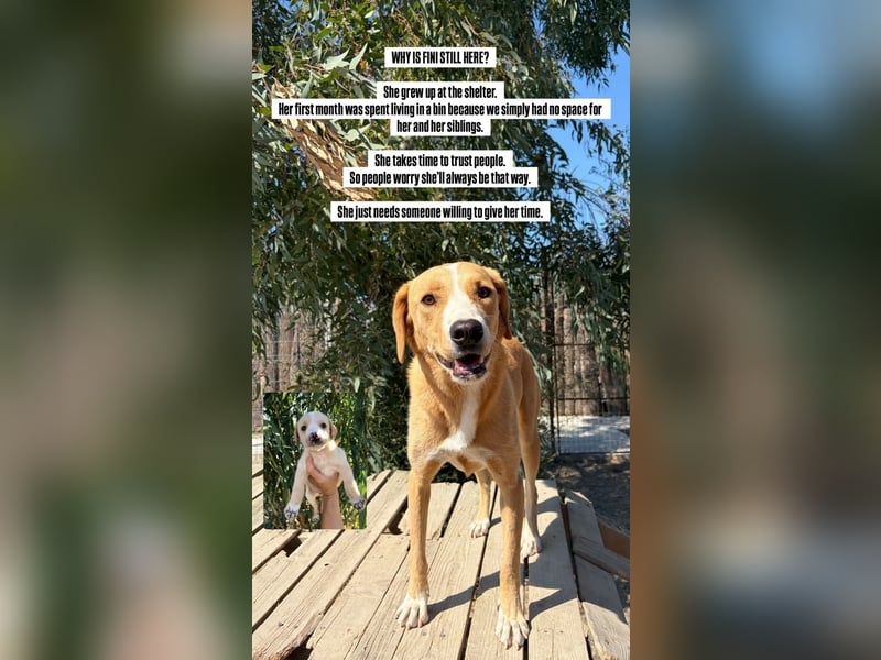 Finy (3) freut sich auf eine liebevolle Familie