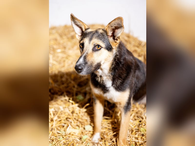 Shila (5) sucht nach einem liebevollen Zuhause