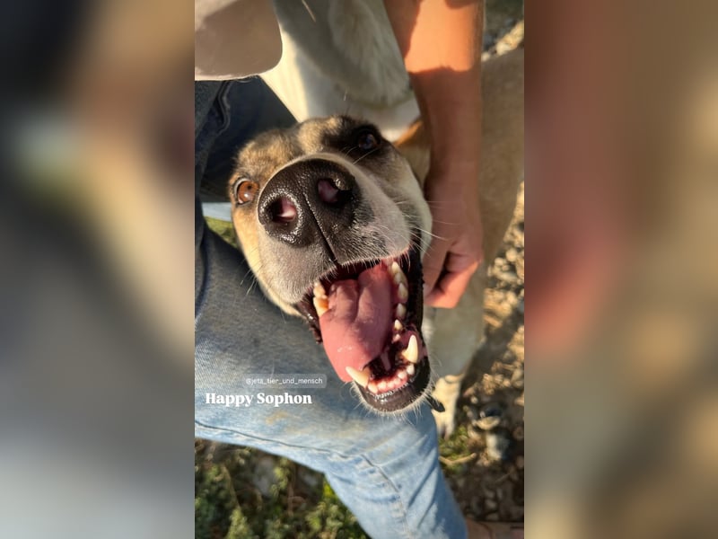 Sophon (4) sucht seine Menschen