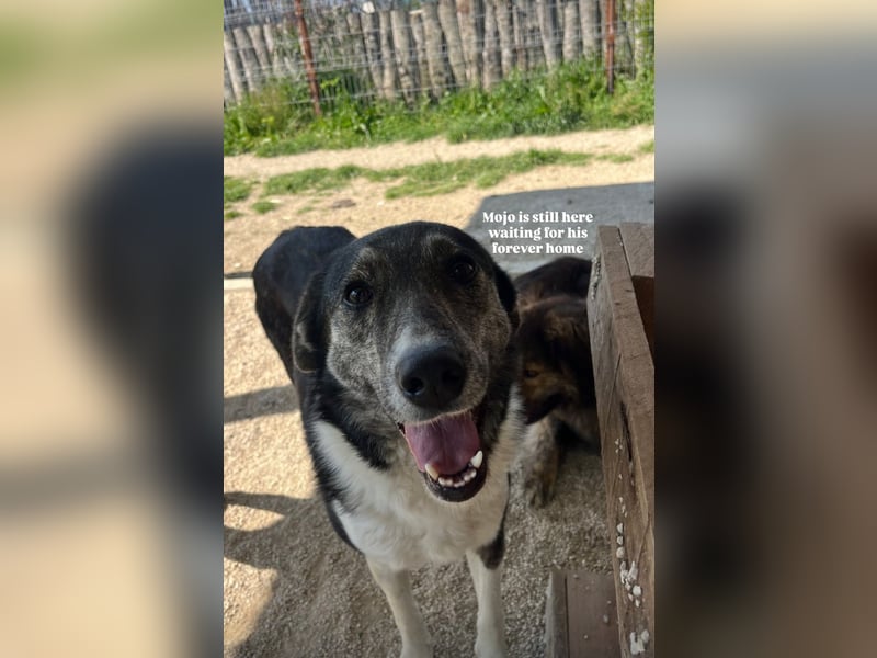 Mojo (3) wartet auf ein Zuhause