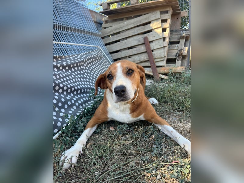 Fanja (8) unsere Kämpferin mit Herz (Bully Mischling)