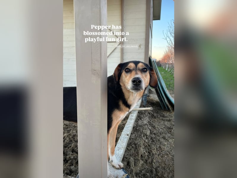 Pepper (2) ist eine wunderschöne junge Hündin - bereit für ein Zuhause