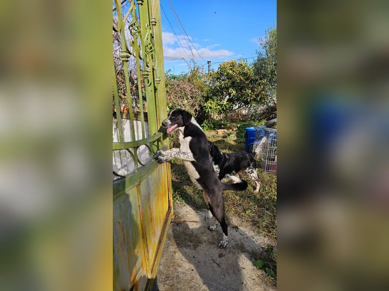 Kira (1) sucht ein Zuhause