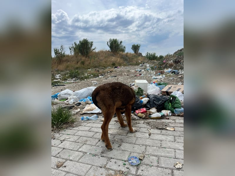 Rio (7 Monate) hat schon so viel durchgemacht