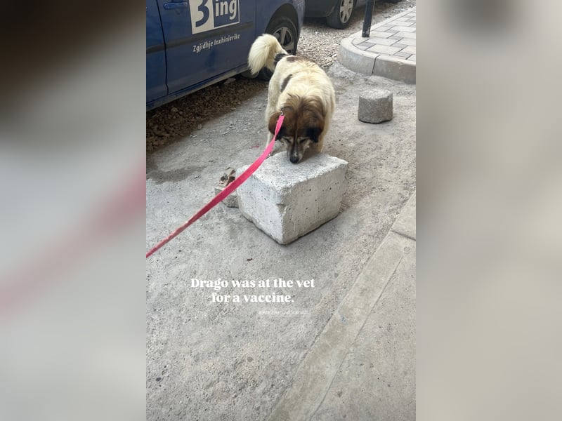 Drago (8/9) sucht ein gemütliches Plätzchen
