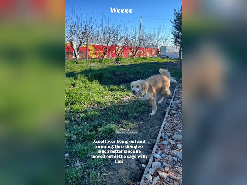 Axel (4) sucht ein sicheres Zuhause