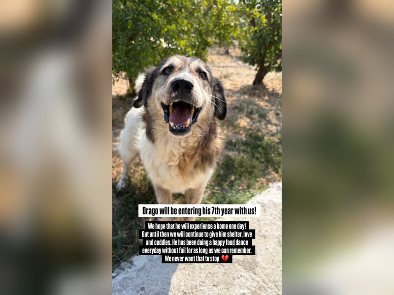 Drago (8/9) sucht ein gemütliches Plätzchen