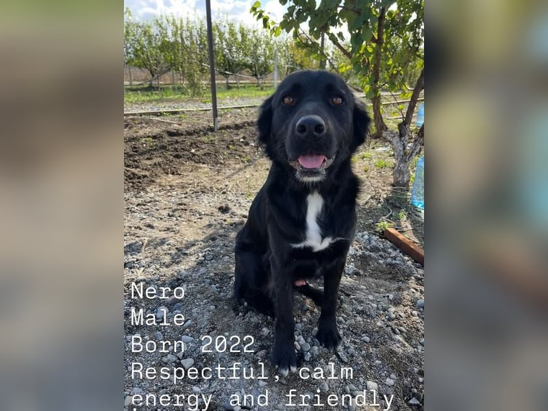 Nero (4) wartet schon so lange....