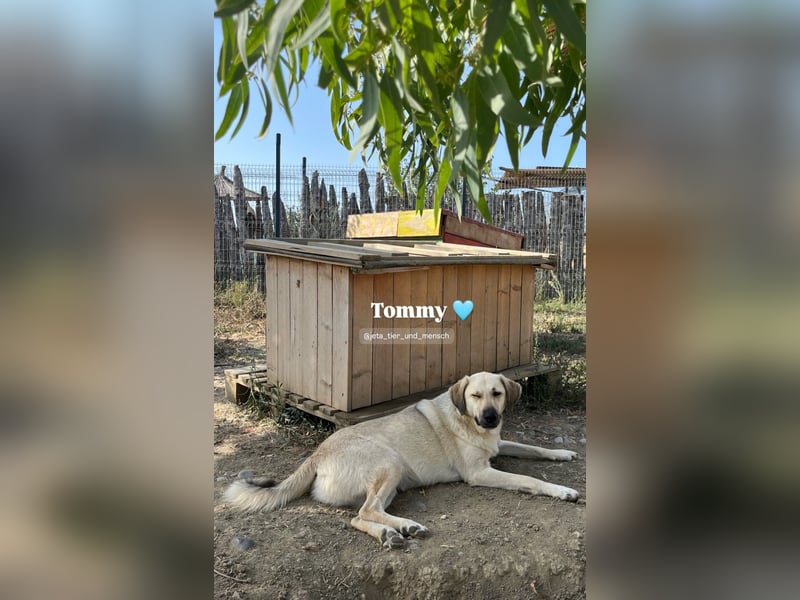 Tommy (3) unsere tiefenentspannte Seele