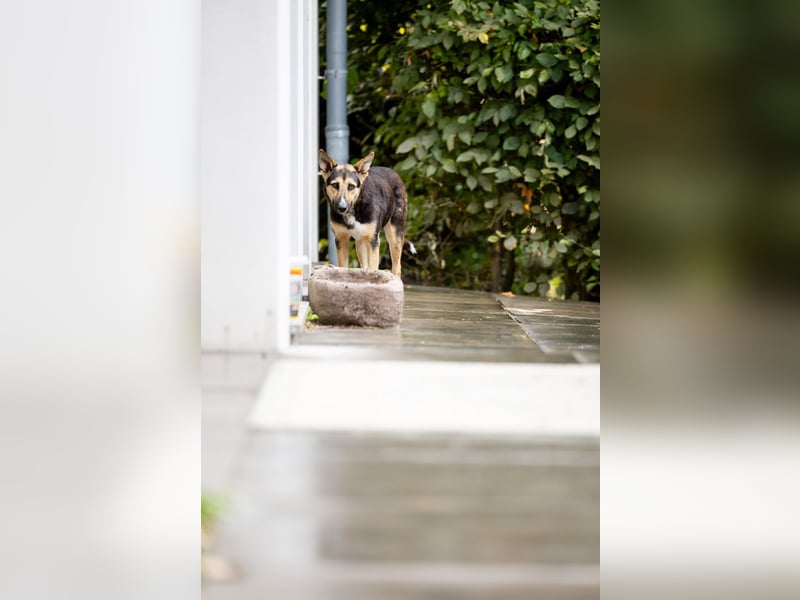Shila (5) sucht nach einem liebevollen Zuhause