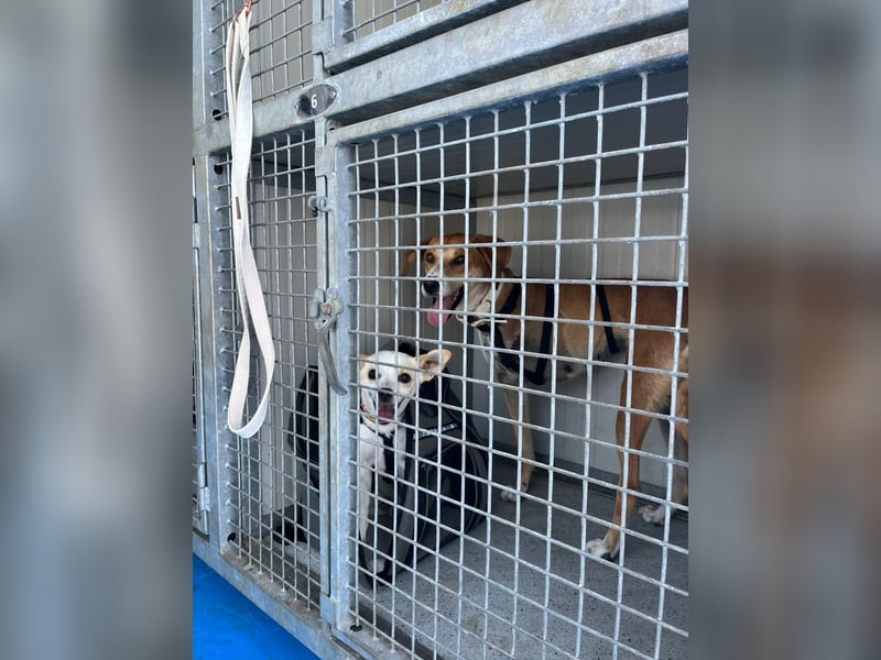 Milly (3) unsere dreibeinige Kämpferin sucht ein Zuhause