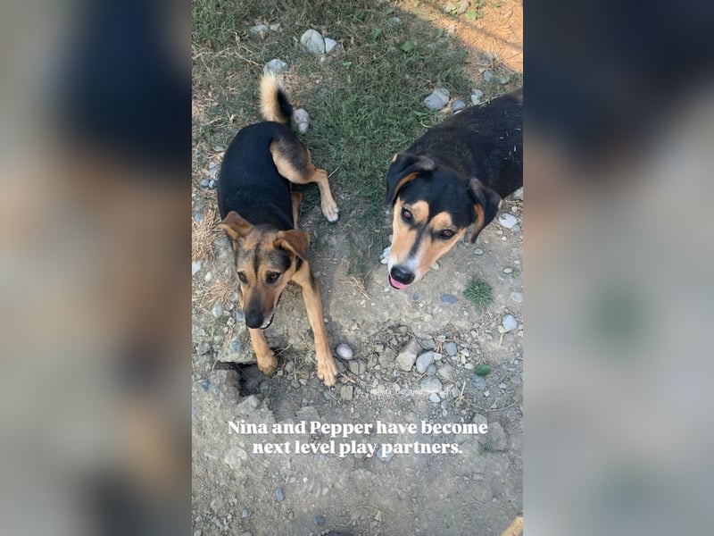 Pepper (2) ist eine wunderschöne junge Hündin - bereit für ein Zuhause