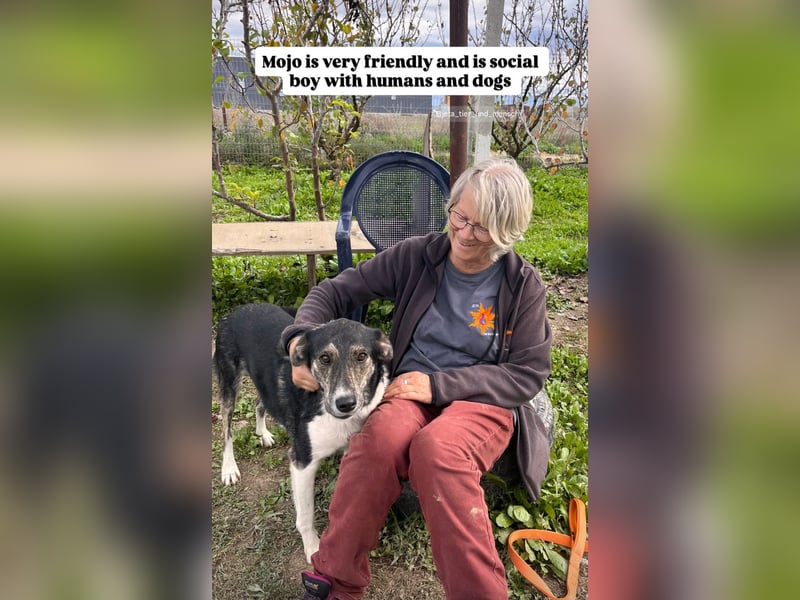 Mojo (3) wartet auf ein Zuhause