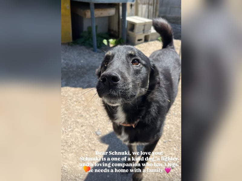 Schnuki (6) ist unser Kämpfer auf drei Pfoten
