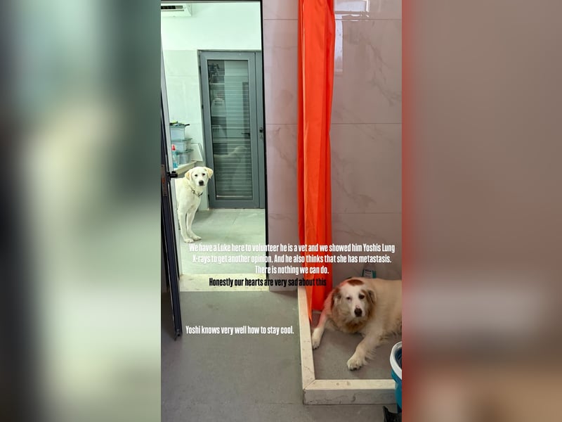 Yoshi (9) sucht einen ruhigen Platz