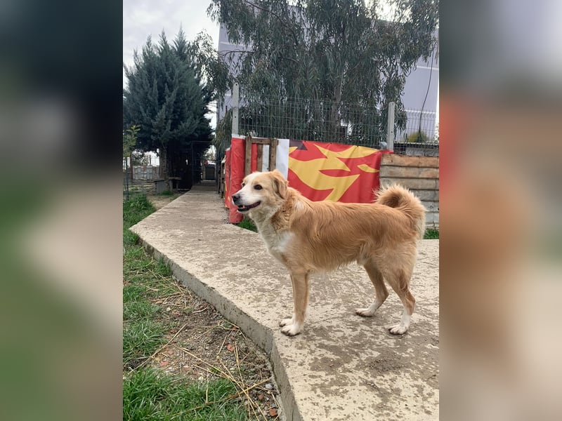 Axel (4) sucht ein sicheres Zuhause
