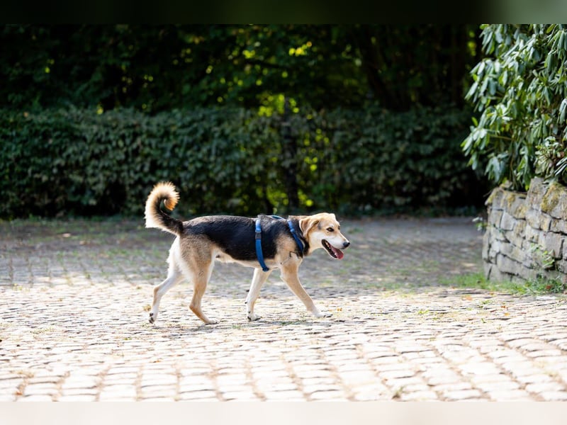 Sunny (4) sucht ein Zuhause