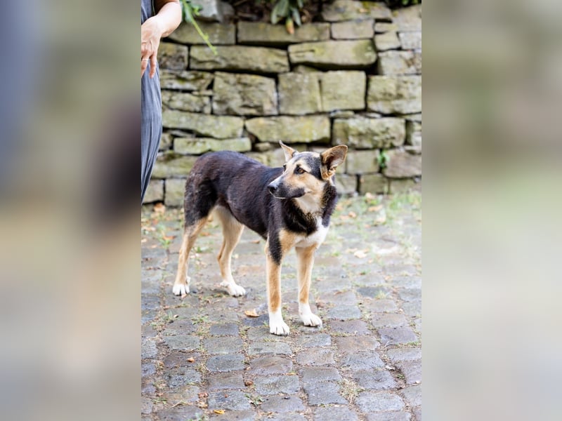 Shila (5) sucht nach einem liebevollen Zuhause