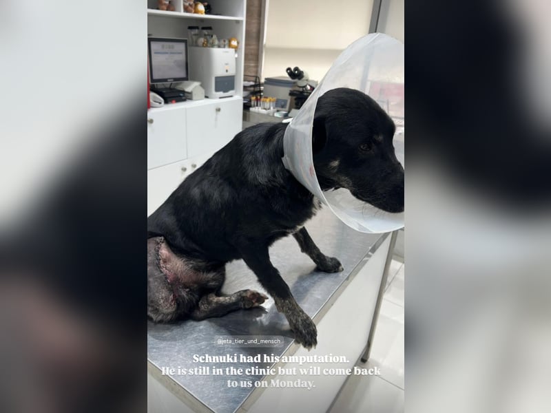 Schnuki (6) ist unser Kämpfer auf drei Pfoten