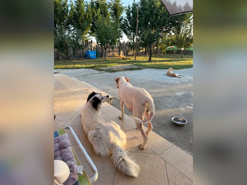 Murphy (3) sucht Ihr Happy End