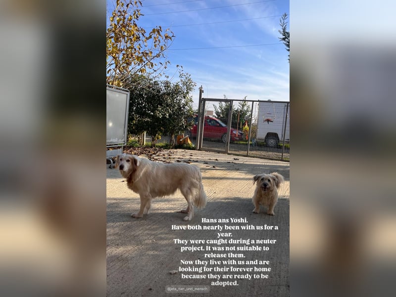 Yoshi (9) sucht einen ruhigen Platz