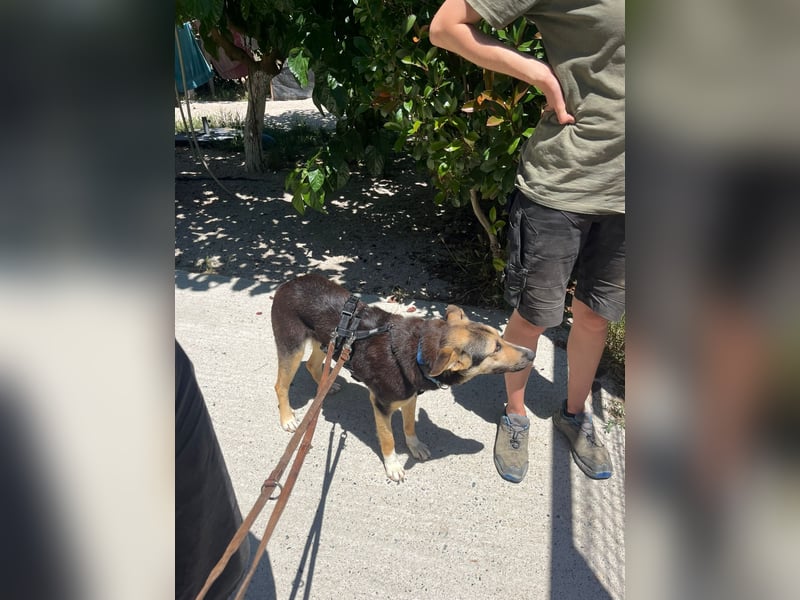 Shila (5) sucht nach einem liebevollen Zuhause