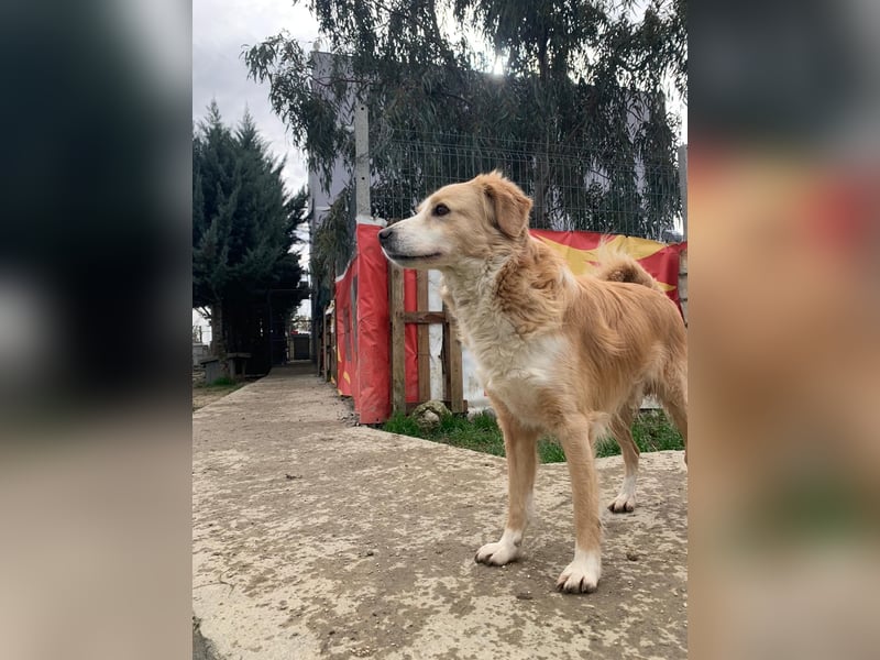 Axel (4) sucht ein sicheres Zuhause