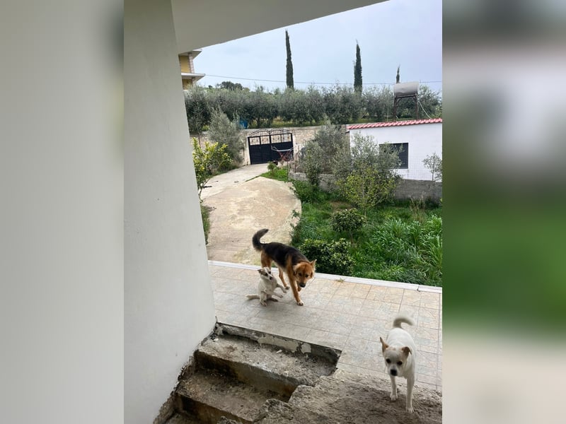 Evie (1-2) unsere scheue Schönheit