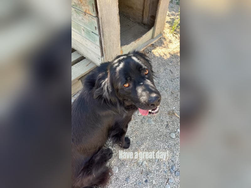 Nero (4) wartet schon so lange....