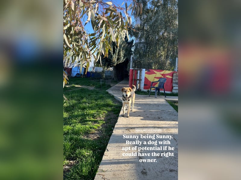 Sunny (4) sucht ein Zuhause